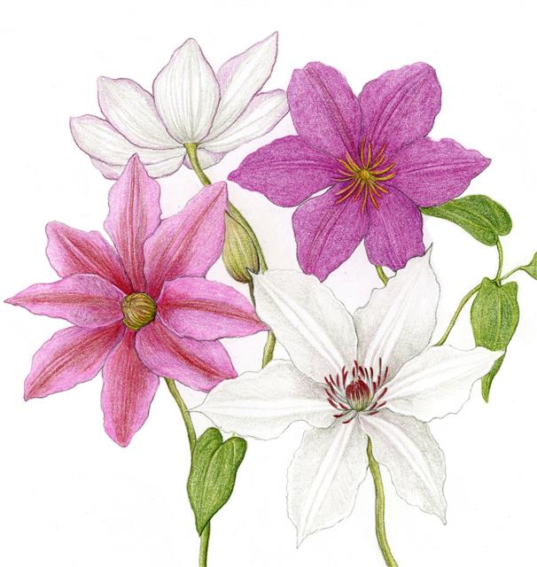 클레마티스는 꽃잎으로 보이는 부위가 곧 꽃받침이다. 잭마니클레마티스(왼쪽 위부터 시계 방향으로), 더프레지던트클레마티스, 스노우퀸클레마티스, 넬리모저클레마티스.