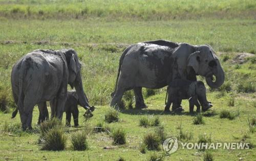 인도 동북부 아삼주 카지랑가 국립공원의 코끼리. [EPA=연합뉴스]