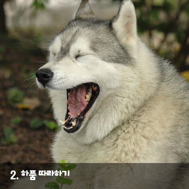 출처: 강아지 맡길땐 #도그메이트