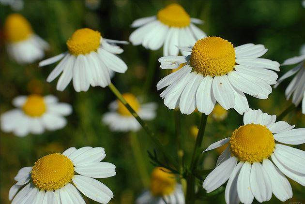 출처: pixabay
