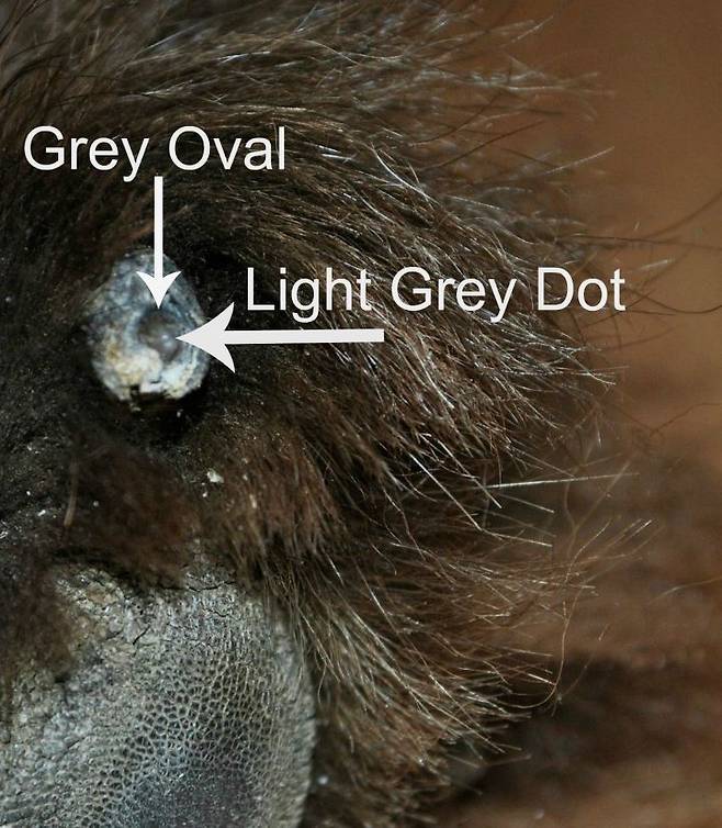 출처: mybrownnewfies.com