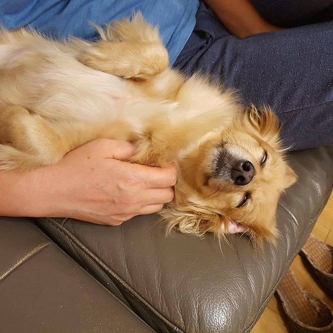 출처: 준희쓰 단이