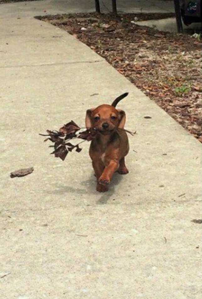 출처: 다음 카페 ∙ 도탁스