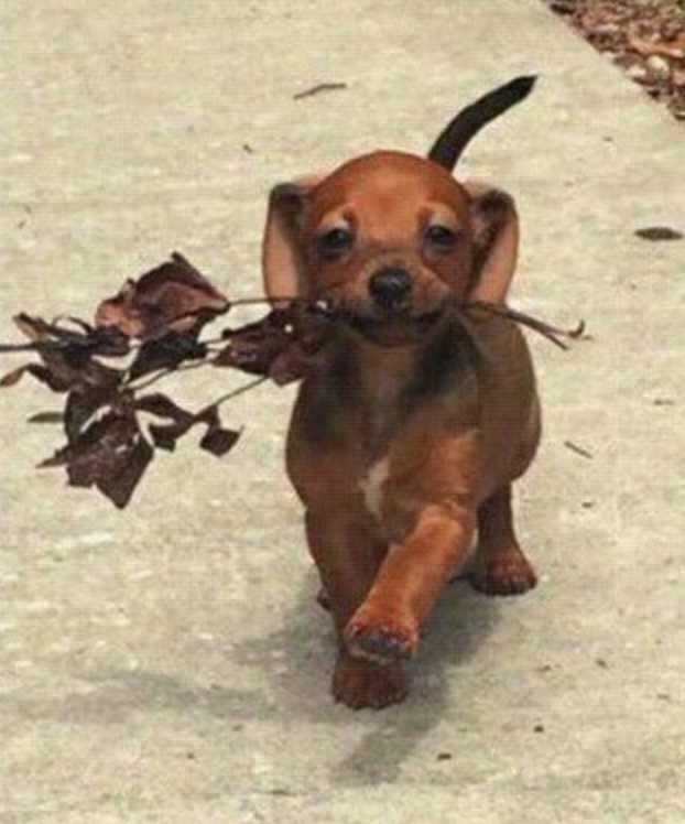 출처: 다음 카페 ∙ 도탁스