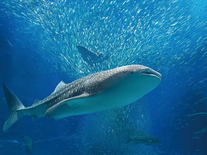 출처: 다음백과/ 가이유칸의 고래상어