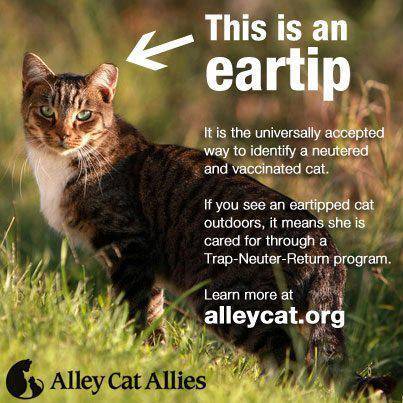 출처: alleycat.org