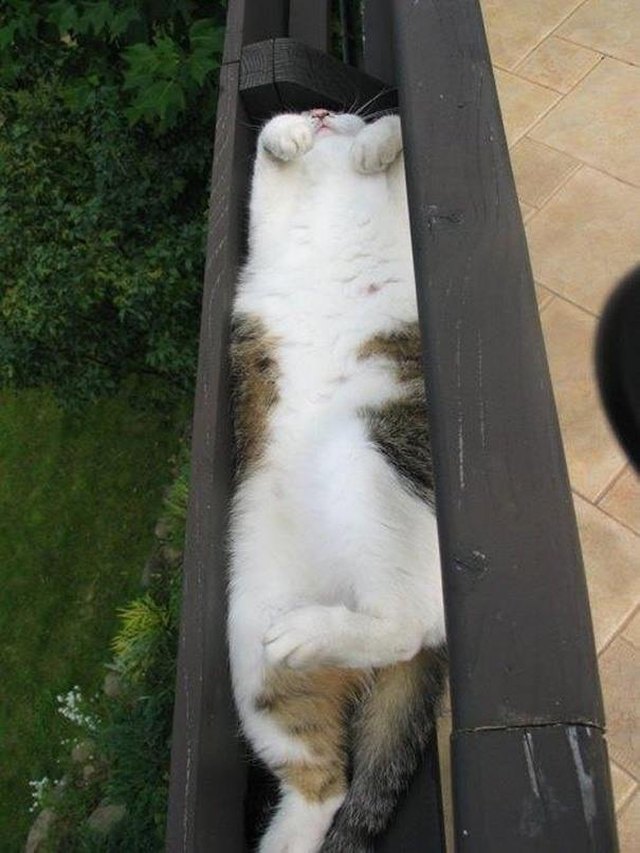 출처: https://www.cuteness.com/13184537/32-cats-sleeping-in-awkward-positions