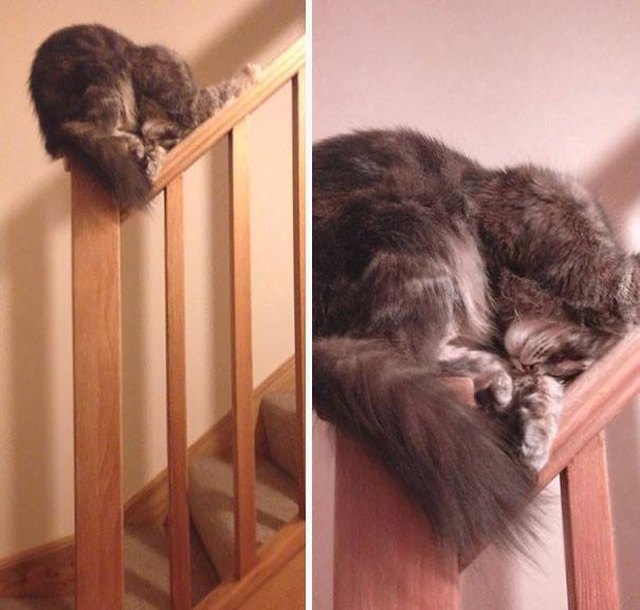 출처: https://www.cuteness.com/13184537/32-cats-sleeping-in-awkward-positions