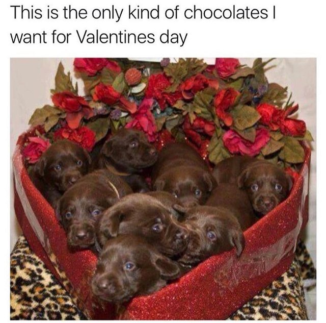 출처: https://www.cuteness.com/13709759/18-hilarious-valentines-day-memes-to-share-with-your-boo