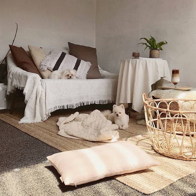 출처: 오늘의집 제품정보 모아보기(▲이미지클릭)