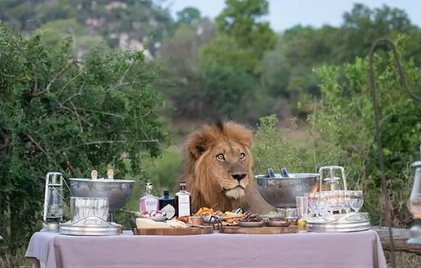출처: https://www.dailymail.co.uk/news/article-9182605/Would-like-steak-roar-Lion-stuns-group-safari-ambles-picnic.html