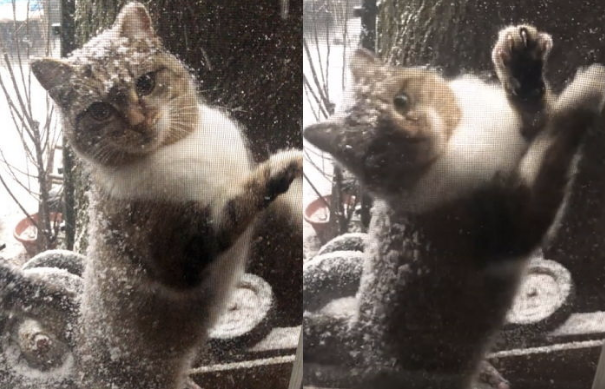 출처: Stray Cat Left Her Kittens to Couple and Came Back This Week During Snow Squall