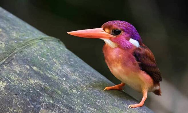 출처: https://www.theepochtimes.com/ultra-rare-magenta-hued-dwarf-kingfisher-photographed-for-the-very-first-time-in-philippines_3317030.html