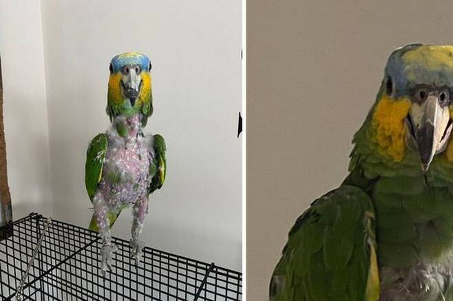 출처: https://www.dailystar.co.uk/news/latest-news/poorly-parrot-depressed-owner-died-23416471