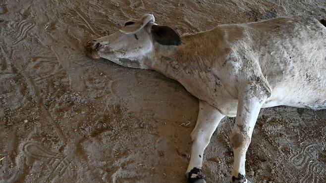 출처: https://www.scmp.com/video/asia/3124577/71kg-garbage-found-stomach-stray-pregnant-cow-india