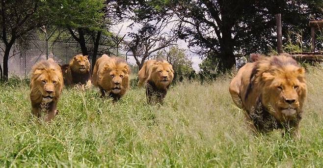 출처: https://www.bomb01.com/article/95808