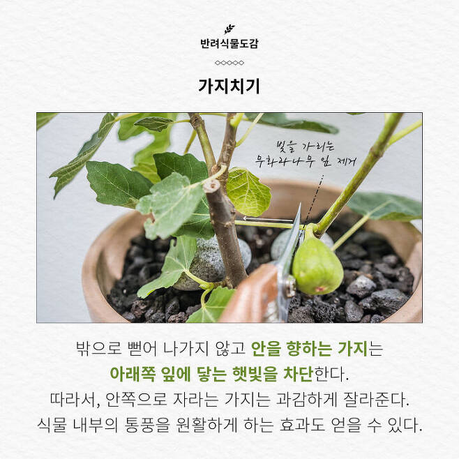개미마저 반한 달콤한 '이 열매'! 집 안에서 키우려면??? | 식물집사 리피