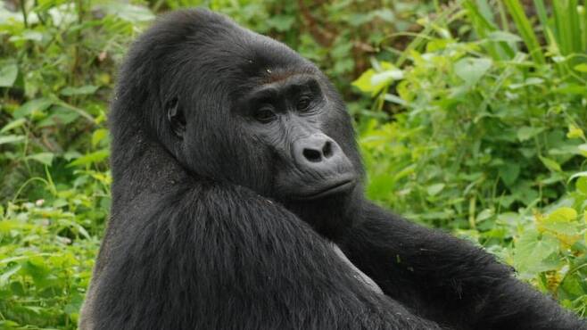 출처: Uganda Wildlife Authority
