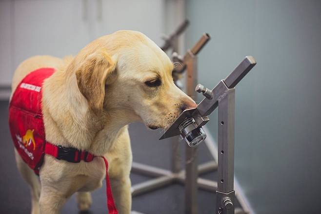 공공보건 종사자들의 빨지 않은 양말·셔츠로 ‘코로나 냄새’ 탐지 훈련을 받은 개들이 자가검사 진단 키트보다 정확한 선별 능력을 갖췄다는 연구가 나왔다. 사진은 코로나 탐지 훈련을 받고 있는 개. 의료 탐지견 단체(Medical Detection Dogs) 페이스북 갈무리