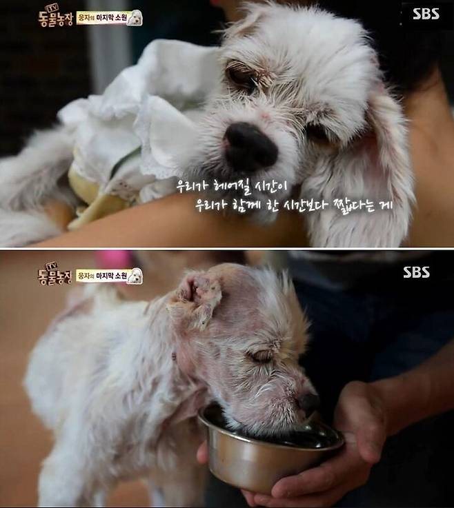 출처: SBS, TV동물농장