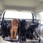 출처: https://3milliondogs.com/3-million-dogs/this-alabama-woman-has-saved-264-puppies-in-8-months/