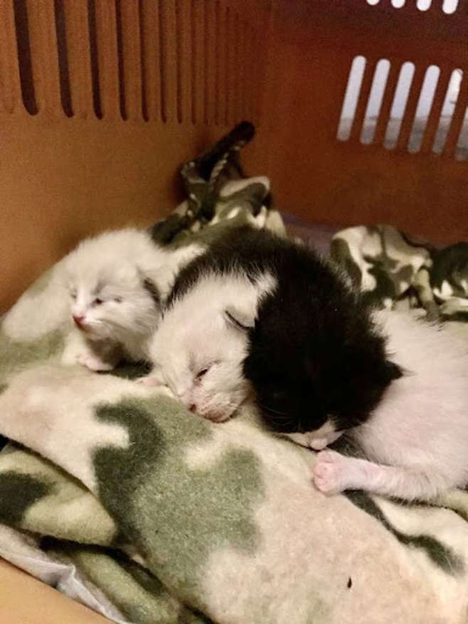 출처: https://www.thedodo.com/close-to-home/dog-mom-raises-newborn-kittens