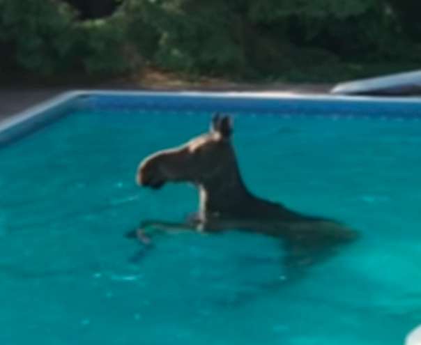 출처: https://www.thedodo.com/in-the-wild/man-finds-moose-swimming-in-his-pool
