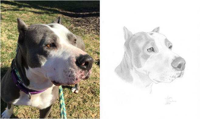 출처: https://3milliondogs.com/dogbook/artists-draws-perfect-portraits-of-dogs-to-try-and-get-them-adopted/?gallery=6#galleryview