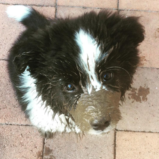 출처: https://3milliondogs.com/3-million-dogs/wasnt-me-20-adorable-puppies-covered-in-mud/?gallery=20#galleryview