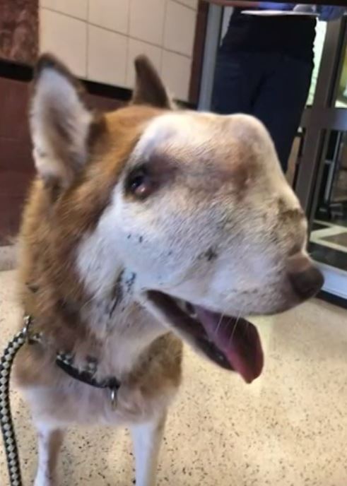 출처: https://www.wfaa.com/article/news/local/this-dog-had-a-tumor-that-kept-her-from-being-adopted-then-a-rescue-made-her-an-internet-star/287-b15362c6-1b8c-4022-845b-c1daed76ad4f