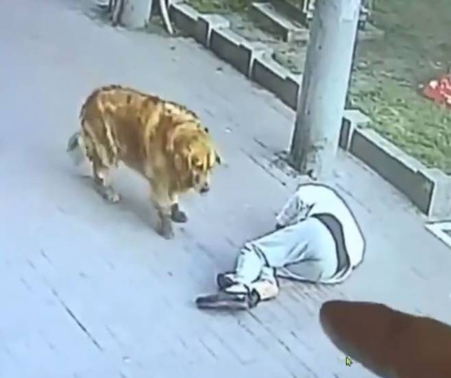 출처: https://www.foxnews.com/lifestyle/man-dog-knocked-unconscious-falling-cat