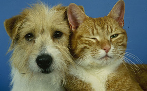 출처: https://3milliondogs.com/dogbook/study-tells-us-the-differences-between-dog-and-cat-owners/