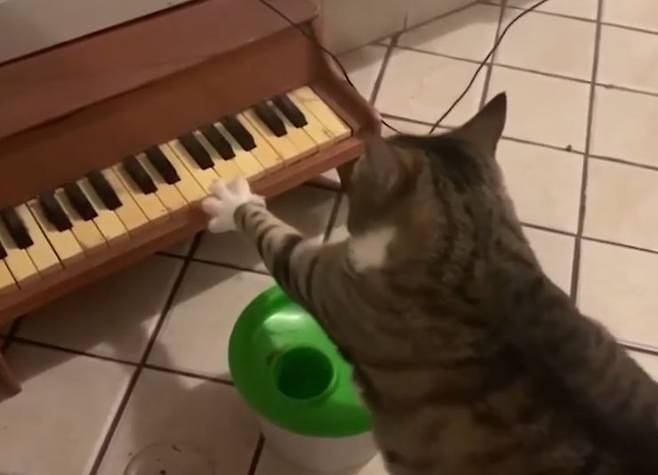 출처: https://nypost.com/2020/08/11/cleve-cat-plays-piano-to-tell-his-owners-when-hes-hungry/