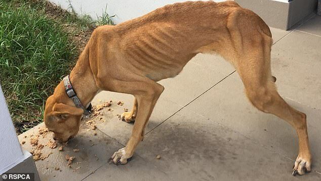 출처: https://www.dailymail.co.uk/news/article-8490643/Touching-story-photographs-starving-dog-named-Delilah.html
