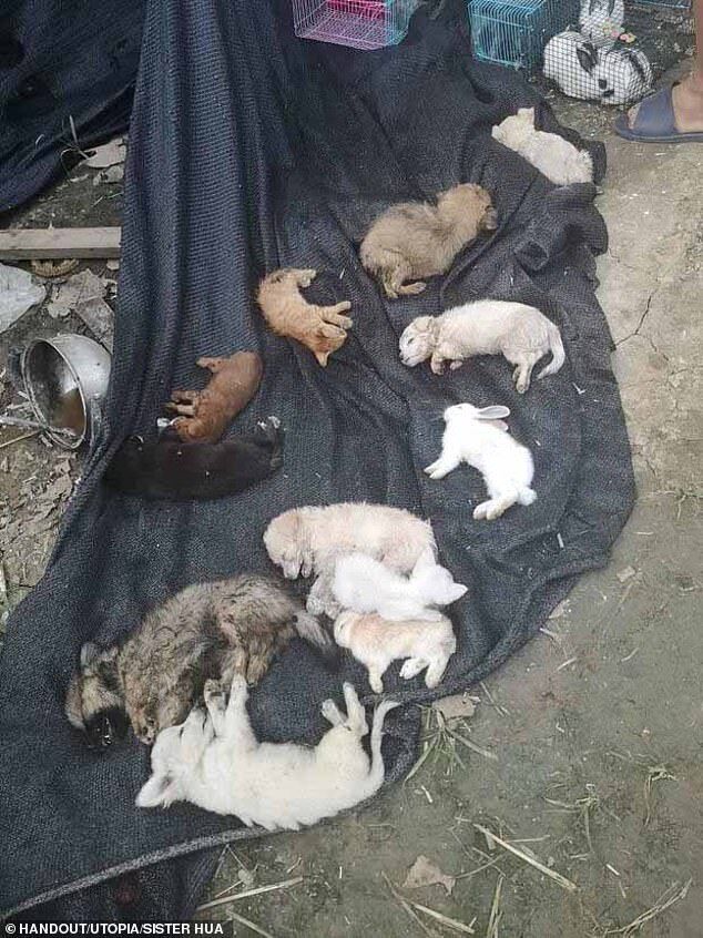 출처: https://www.dailymail.co.uk/news/article-8792259/5-000-pets-including-rabbits-cats-dogs-dead-depot-China.html?ito=social-twitter_mailonline