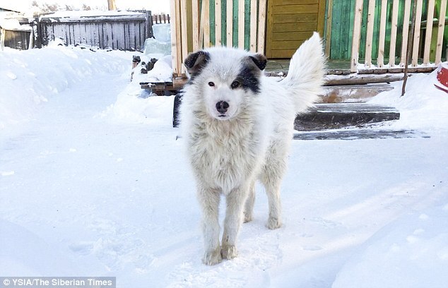 출처: https://www.dailymail.co.uk/news/article-4212316/Hero-dog-saves-Russian-toddler-s-life-keeping-warm.html