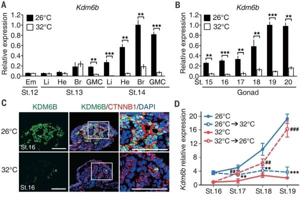 출처: The histone demethylase KDM6B regulates temperature-dependent sex determination in a turtle species