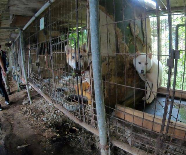 지난 22일 경기 남양주시에서 50대 여성이 큰 개에 물려 숨지면서 유기견 방지 대책을 수립해야 한다는 목소리가 높아지고 있다. 사진은 지난해 촬영한 경북 울진군 동물보호소에서 보호받는 유기견들.비글구조네트워크 제공