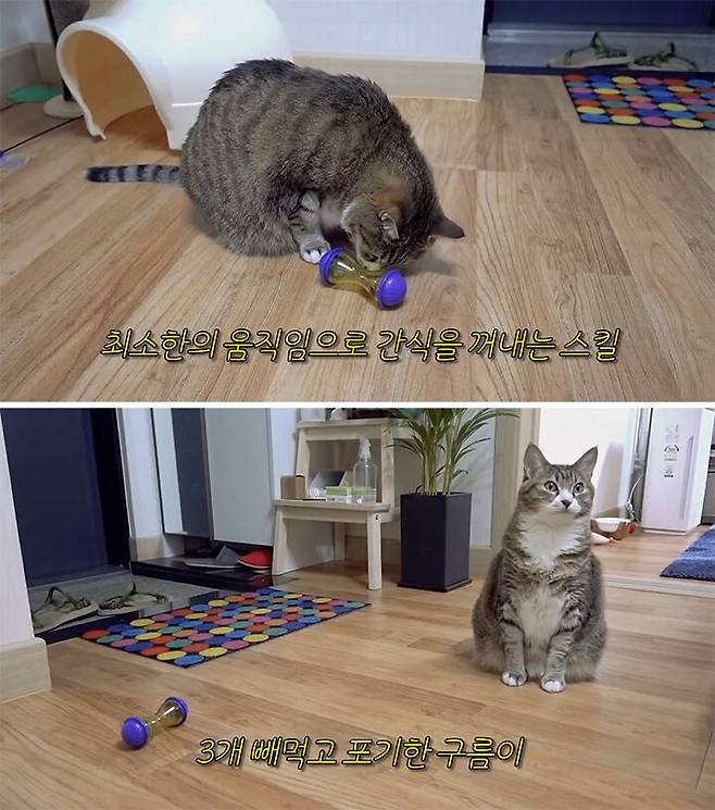 출처: 유튜브 '햄튜브' 채널