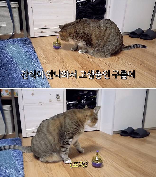 출처: 유튜브 '햄튜브' 채널