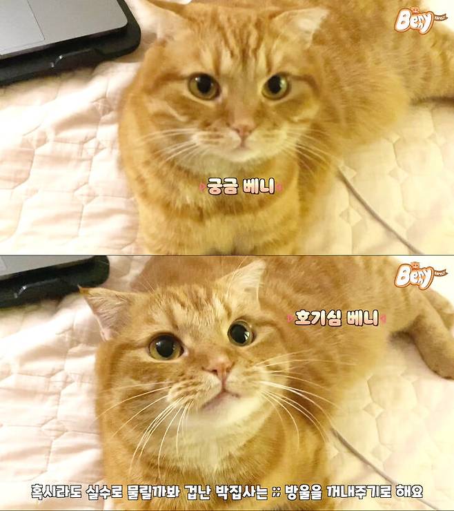 출처: 유튜브 베니패밀리 채널