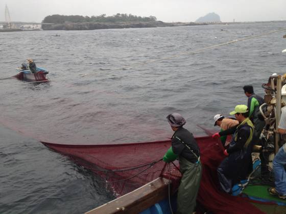 자리돔은 모선외에 부속보트 2척을 이용해 바닷속에 쳐놓은 그물을 들어 올려 잡는 ‘들망’ 어법으로 떠내듯이 잡는다. 사진은 지난 2017년 서귀포시 보목동 바다에서 어민들이 자리돔을 잡고 있는 모습. 최충일 기자