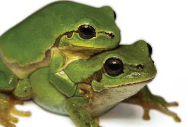 기존 청개구리·수원청개구리와 별개의 종으로 공식 등록된 노랑배청개구리. /민미숙박사·아마엘보르체박사·국립생물자원관