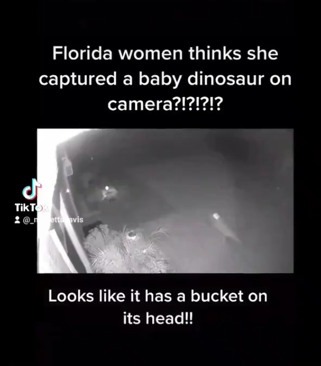 올 초 자택 마당에서 아기 공룡을 봤다는 한 미국 여성이 여전히 이를 사실이라 믿는 것으로 알려졌다. /사진=틱톡