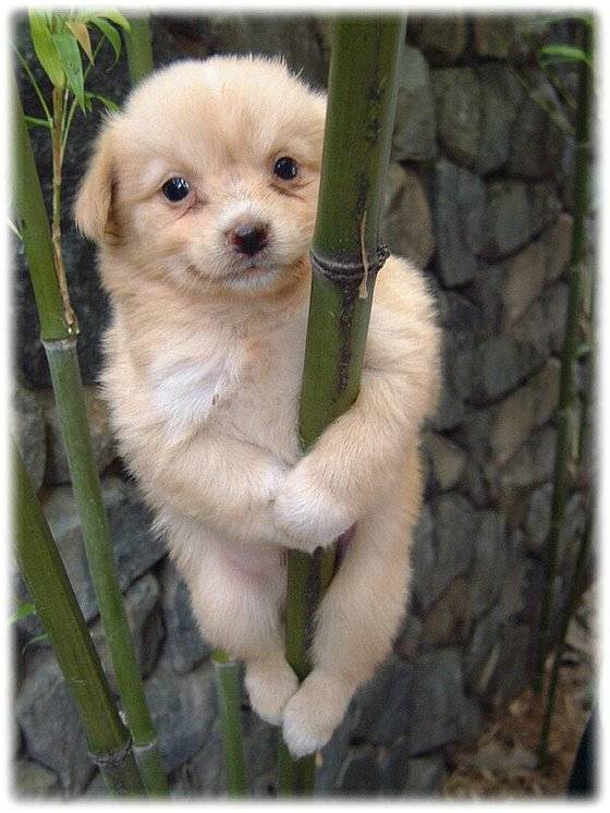 2002뇬 선풍적 인기를 끌었던 개죽이 사진. 인터넷 캡처