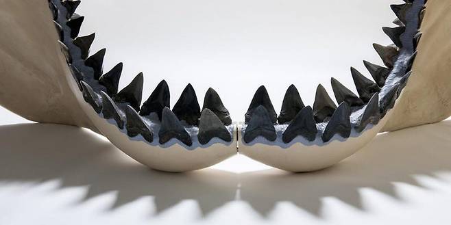 플로리다 자연사박물관에 소장돼있는 메갈로돈의 아래턱 복제품.(사진=크리스틴 그레이스/플로리다 자연사박물관)