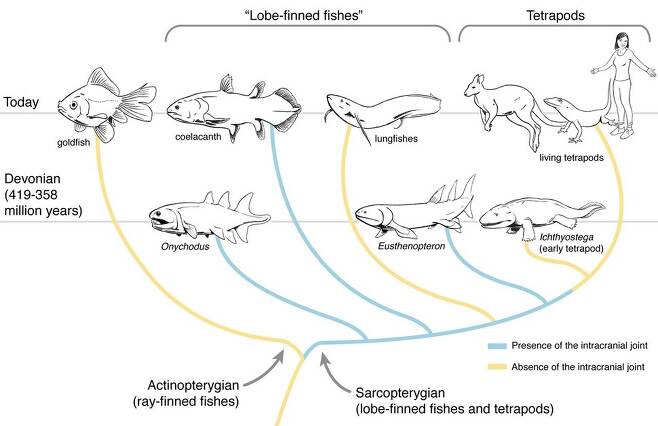 단순화한 경골어류의 계통도. 실러캔스(위 왼쪽에서 두 번째)는 어류의 99%를 차지하는 보통의 물고기보다 사람 등 네발 보행 척추동물에 가깝다. 또 폐어(위 왼쪽에서 세 번째)가 실러캔스보다 사람의 직접 조상 계열이다. 휴고 두텔, 브리스톨대 제공