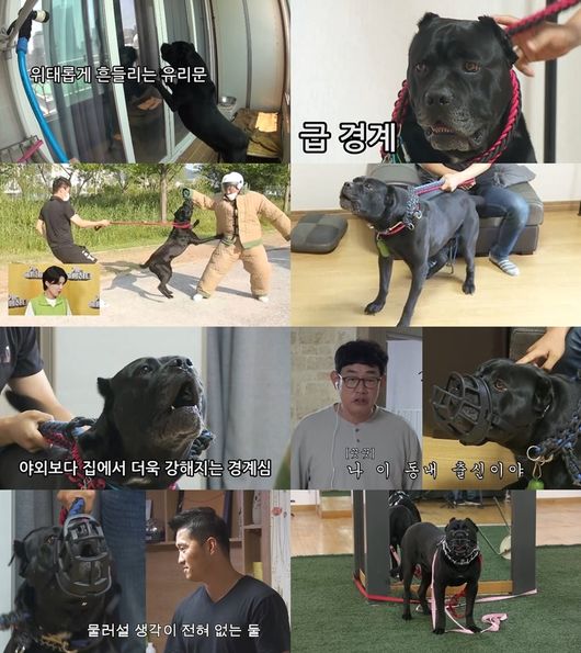 The story of Cane Corso, which nervously nervous everyone from the appearance of Gae-ryung, is drawn.KBS2s Dog is Great (hereinafter referred to as Gae-Gyeong-ryung) will be broadcast at 10:40 p.m. on the 21st.On this day, Lee Kyung-kyu, Jang Doyeon, and Kang Hyung-wook  trainer meet Lee Kyung-kyus hometown Busan to meet the practical learning dog moon.The breed of the moon is Cane Corso, which means the Italian cane dog, and the Latin Corso means to defend it.It has a charismatic muscular physical and a fierce loyalty that only Guardian knows, and it is known as a breed that Italian mafia specializes in guard dogs and raises to guard.To lower the vigilance of the moon, which is extremely excited to strangers, the Guardian blocks the view of the moon with the dark curtains and raises the moon on the veranda behind the curtain.Guardian, who said, I want to live together in the living room away from the veranda, is saddened by those who reported the incident of a mothers 70 needles from the moon.Especially, it is impossible to shoot because of the moon that can not hide the excitement when watching the crews who want to install the camera before shooting, and it is caused by the situation that the moon rushes toward the production team without the pre-symptom in the wariness test during walking.Later, the disciples visit to see the moons reaction to the strange Lee Kyung-kyu and Jang Doyeon, and the moon is constantly alerted and growled as the disciples approach the Guardian.Lee Kyung-kyu jokes that he is from this neighborhood to reduce the vigilance of the moon, but laughs because it only counterproducts.Kang Hyung-wook , a trainee at the moon, continues to be excited and wary, I turn into a wary mode in the mind that I have to protect the Guardian.The Guardian should give the perception that it is not a target to protect. After meeting the moon, Kang Hyung-wook  trainer decided that it is difficult to train in a narrow family, and moved to the place and started full-scale training.Attention is focused on whether the moon will not be excited by the border instincts in the training that follows the Kang Hyung-wook  trainer and the moons sudden confrontation, and whether the moon like the escort warrior and the Guardian will find a way to live peacefully together in the city.The program Gaeulung, which considers how dogs and companions live happily together for a mature pet culture, is held every Monday at 10:40 pm on KBS2