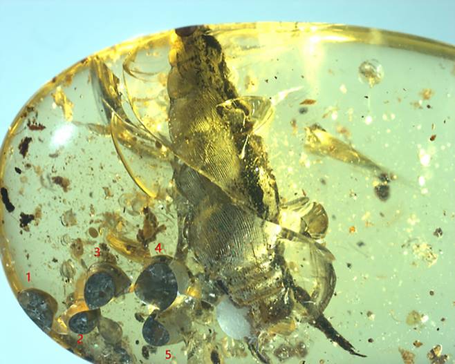 9900만년 전 달팽이 ‘산란 대신 출산’ 과정 담은 화석 발견