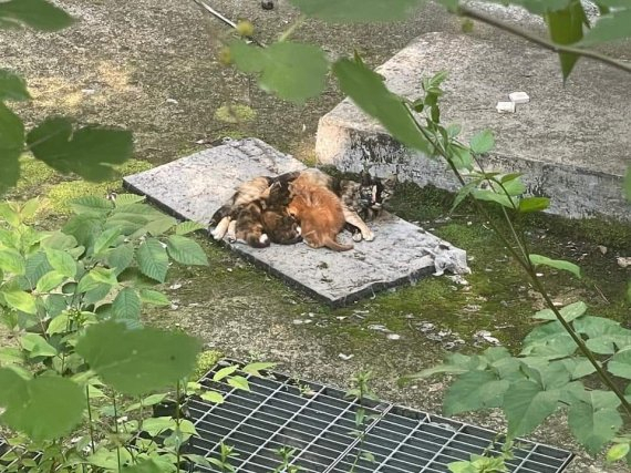 지난 6일 서울 송파구 올림픽공원에 살던 새끼고양이들이 죽은 채 발견됐다. 새끼고양이들이 살아 있을 때 모습. [동물권단체 ‘케어’ 페이스북 캡처]